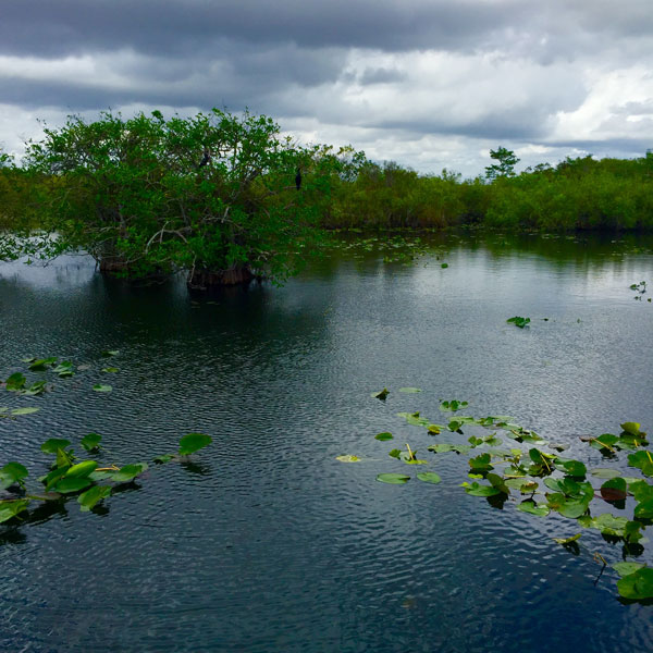 AhingaTrail_FollowGreg_Everglades_Water