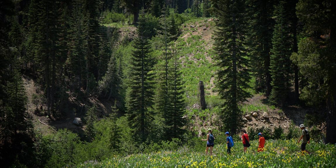 Wildflowers